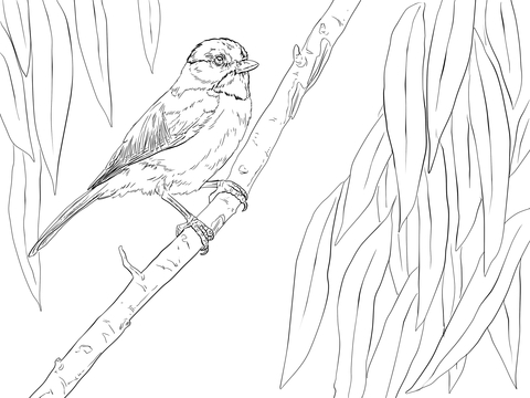 Carolina Chickadee Perched On A Branch Coloring Page